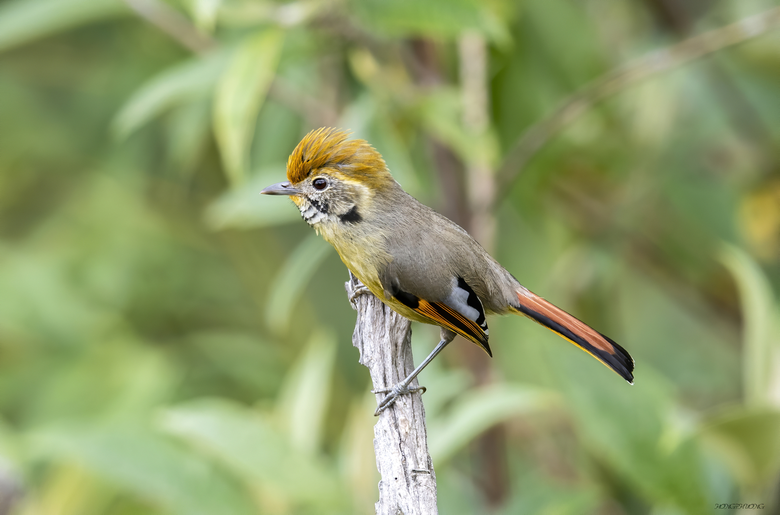 Đa dạng sinh học khu hệ chim Khu Bảo tồn thiên nhiên Bát Xát
